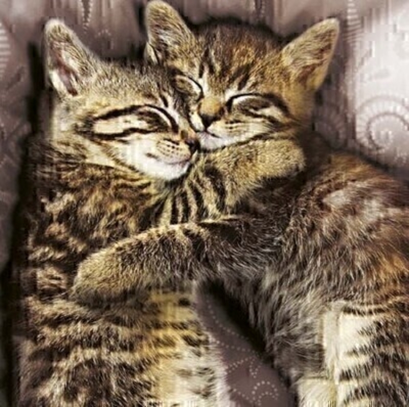 Cuddling Cats Blank Greetings Card By Paper Rose This blank greetings card called Cuddling Cats from the Art Group shows two cute kittens hugging. This card is perfect for a cat lover and the card has been left blank inside so you can write your own message. It comes with an envelope and is a lovely card for any special occasion.